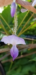 Wisteria floribunda