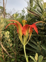 Lilium catesbaei
