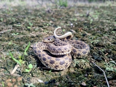 Thamnophis marcianus
