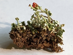 Cladonia bellidiflora