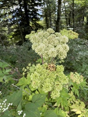 Angelica atropurpurea