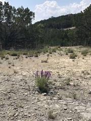 Liatris punctata
