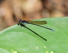 Argia