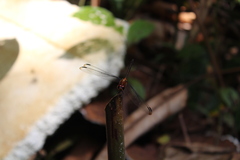 Libellulidae