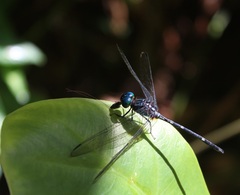 Libellulidae