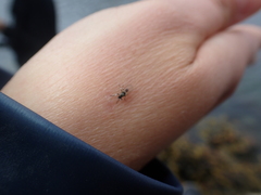 Simuliidae