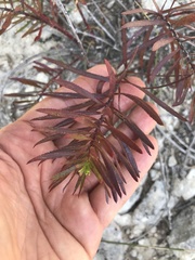 Stillingia texana