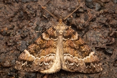 Pseudocoremia productata