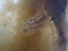 Onchidoris bilamellata