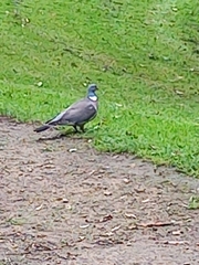 Columba palumbus