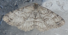 Melanolophia signataria
