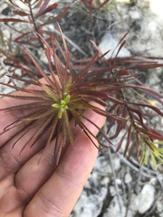 Stillingia texana