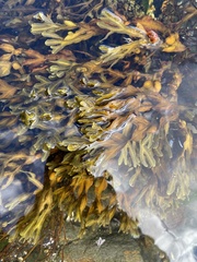 Fucus