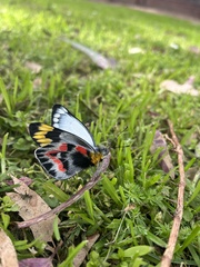 Delias harpalyce