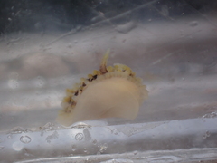 Onchidoris bilamellata