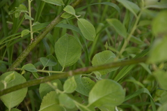 Salix caprea