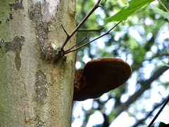 Inonotus hispidus