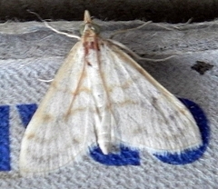 Paracorsia repandalis