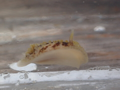 Onchidoris bilamellata
