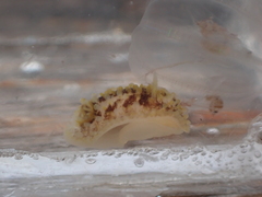 Onchidoris bilamellata