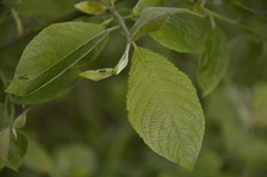 Salix caprea