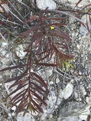 Stillingia texana