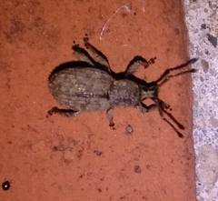 Otiorhynchus singularis