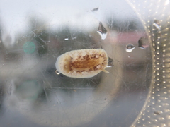 Onchidoris bilamellata