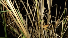 Dendropsophus minutus