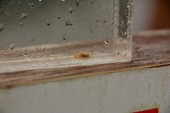 Onchidoris bilamellata