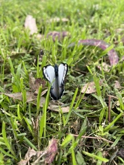 Delias harpalyce