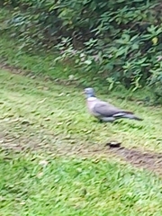 Columba palumbus