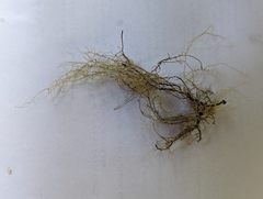 Usnea dasopoga