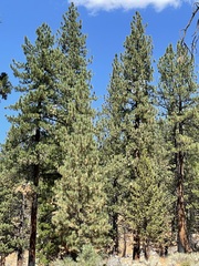 Pinus jeffreyi