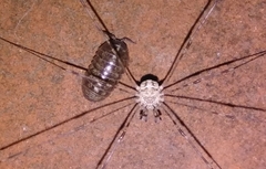 Dicranopalpus