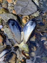 Mytilus edulis