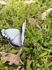 Delias harpalyce