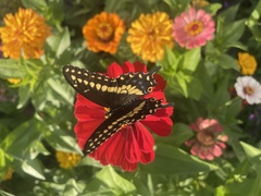 Papilio polyxenes asterius