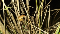 Dendropsophus minutus