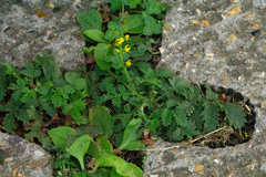 Agrimonia eupatoria