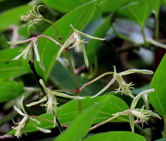 Clematis glycinoides