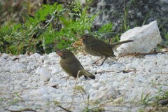 Tiaris olivaceus intermedius