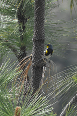 Setophaga coronata auduboni