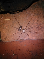 Dicranopalpus