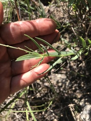 Galphimia angustifolia