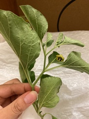 Physalis cinerascens