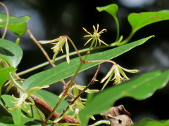 Clematis glycinoides