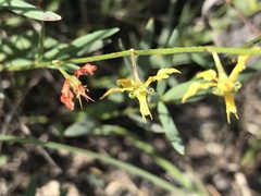 Galphimia angustifolia