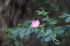 Rosa rubiginosa