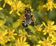 Perdita octomaculata